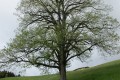 IMG_5868