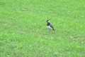 IMG_5920